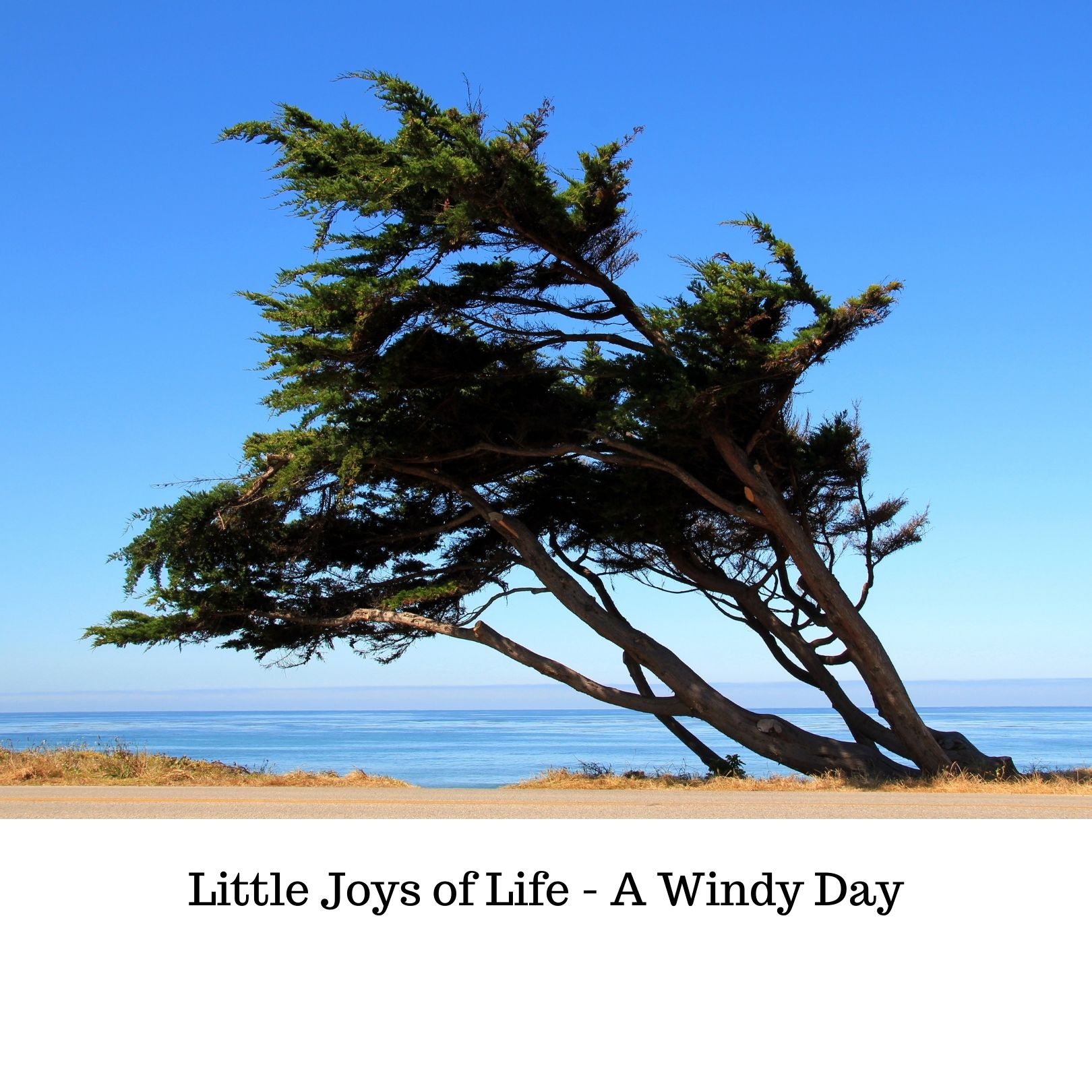 Little Joys of Life -a Windy day