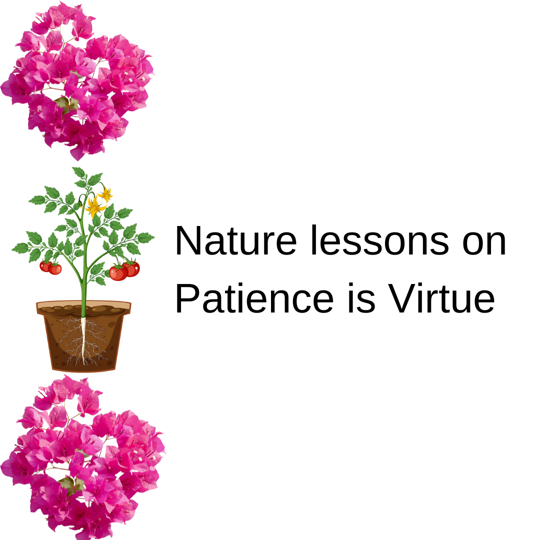 Lesson on patience is virtue.